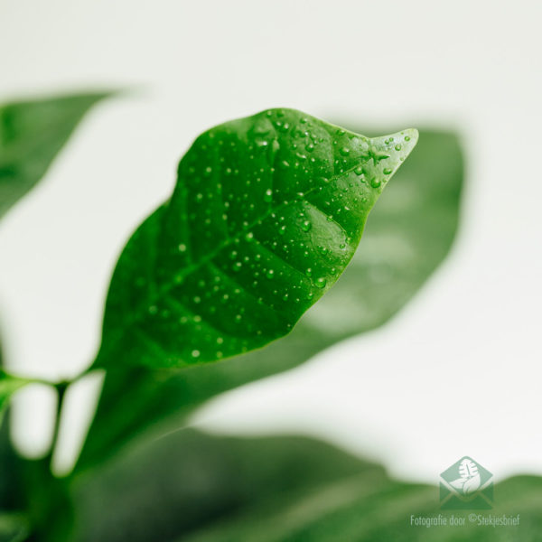 Blerja dhe kujdesi për Coffea Arabica