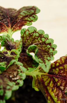 Coleus MS Alligator Alley kopen