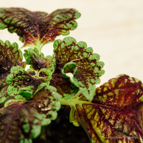 購買 Coleus MS Alligator Alley