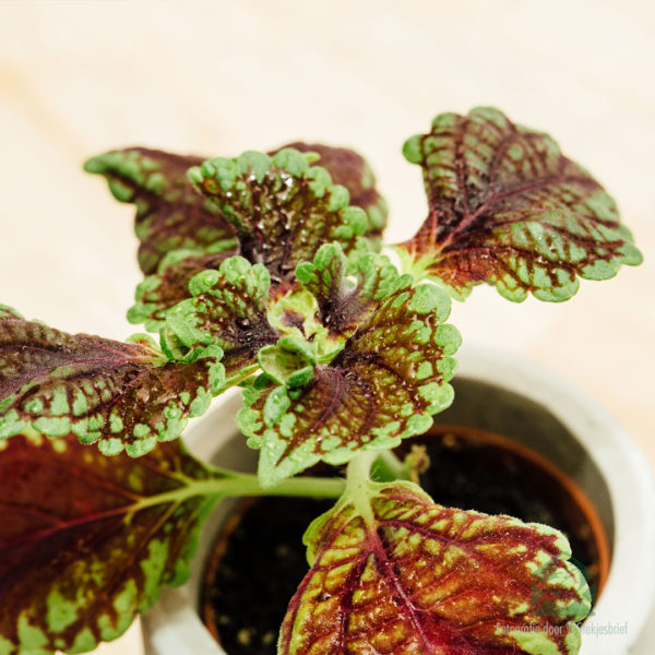 Acquista Coleus MS Alligator Alley