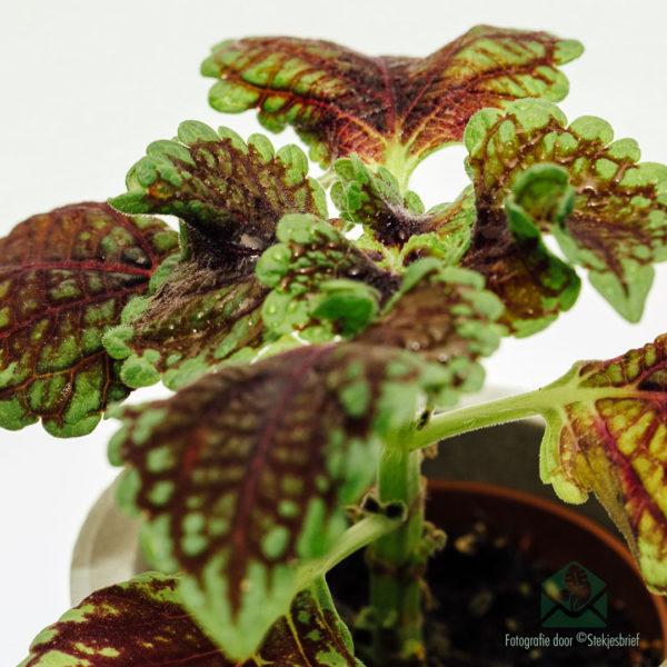 Coleus MS அலிகேட்டர் சந்து வாங்கவும்