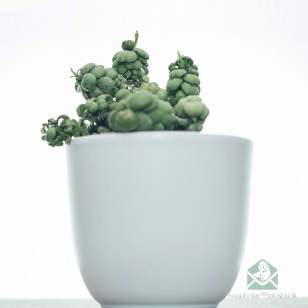 Dischidia Dragon Jade kaufen