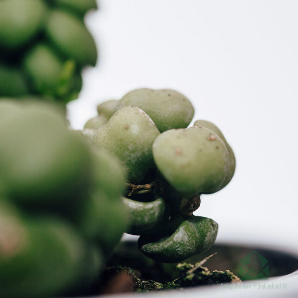 Dischidia Dragon Jade kaufen