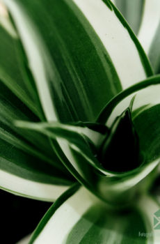 Cumpărați Dracaena Dragontree White Jewel