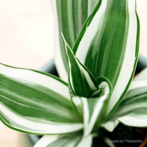 Купете бяло бижу Dracaena Dragontree