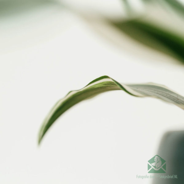 Dracaena Dragontree White Jewel kopen