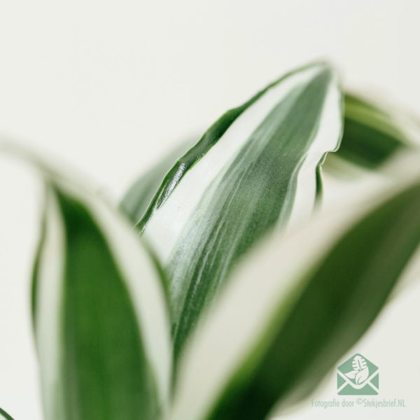 Dracaena Dragontree White Jewel kopen