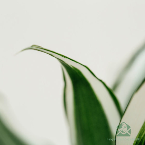 Kaupa Dracaena Dragontree White Jewel