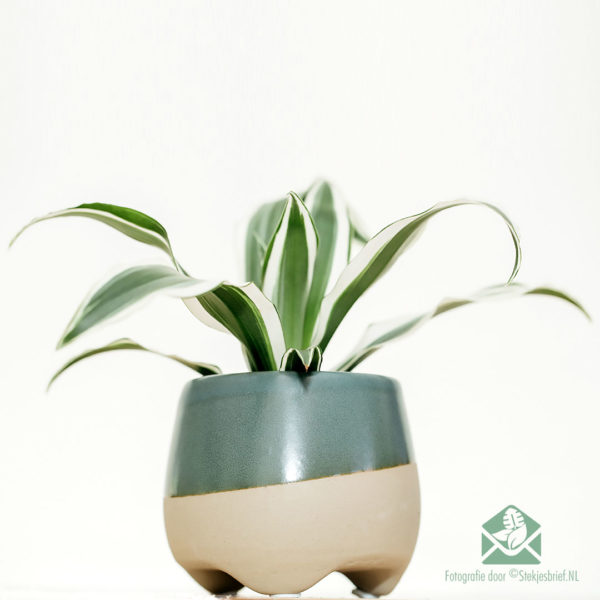 Bli Dracaena Dragontree White Jewel