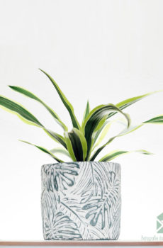 Dracaena fragrans Lemon Lime kopen