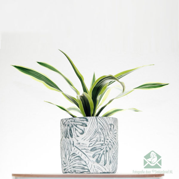 Dracaena fragrans Lemon Lime kopen