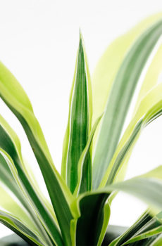 Dracaena fragrans Lemon Lime kopen