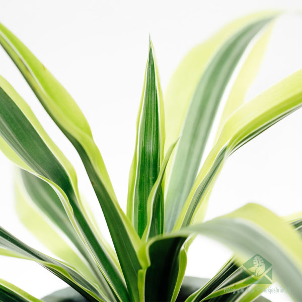 Buy Dracaena fragrans Lemon Lime