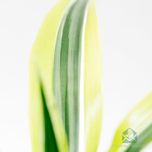 Kaufen Sie Dracaena fragrans Zitrone Limette