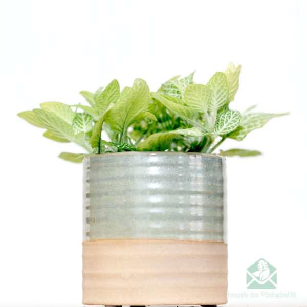 Kaufen Sie Fittonia Mosaik Zitrone