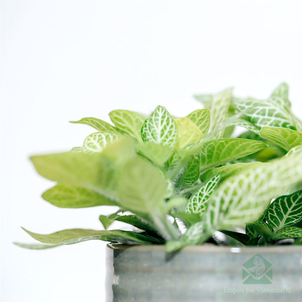 Ceannaich lemon mosaic Fittonia