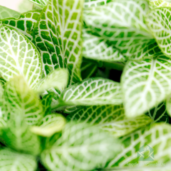 Kaufen Sie Fittonia Mosaik Zitrone