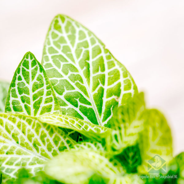 Fittonia mosaic lemon kopen