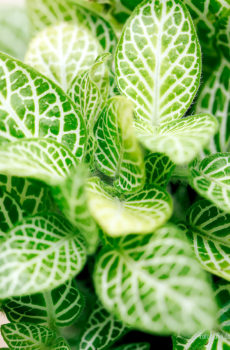 Fittonia mosaic lemon kopen