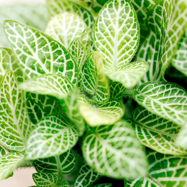 Fittonia mosaic lemon kopen