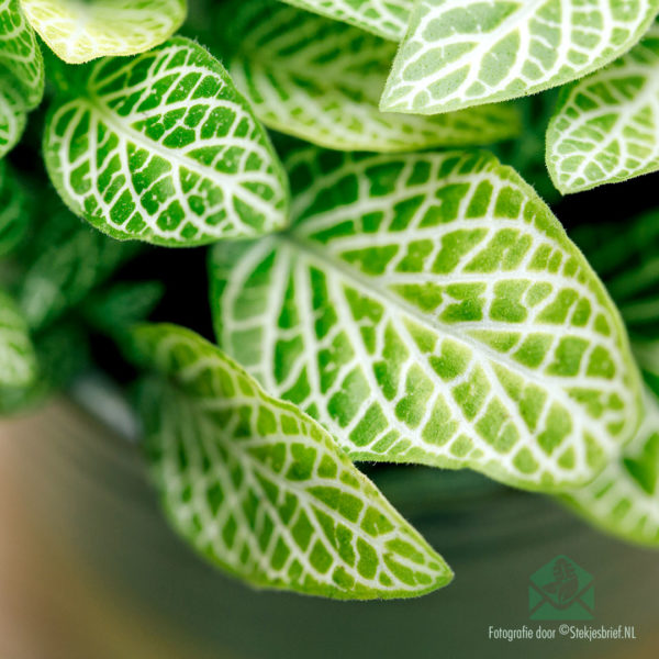 Compra Fittonia mosaic llimona