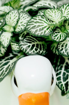 Koop Fittonia Angel Snow (mosaïekplant)