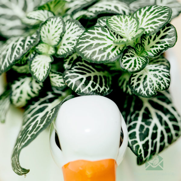 Fittonia Angel Snow (Mozaïekplantje) kopen