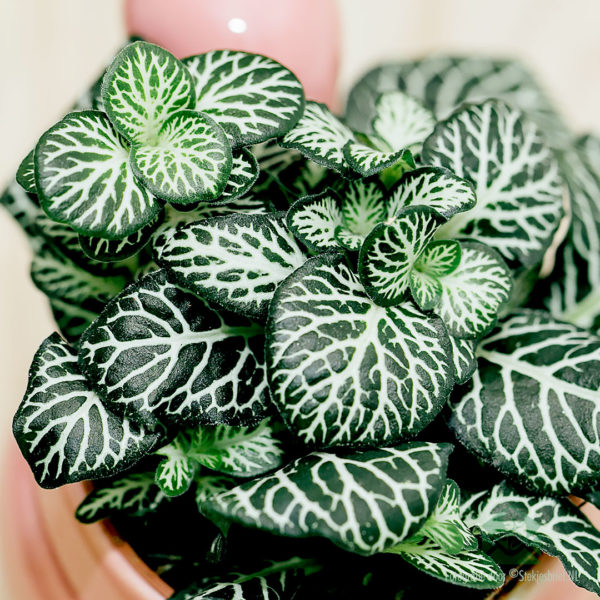 Achte Fittonia Angel Snow (plant mozayik)