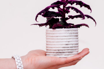 Gynura Auranti - Fluweelplant kopen