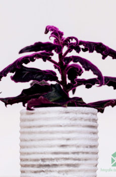 Gynura Auranti - Fluweelplant kopen