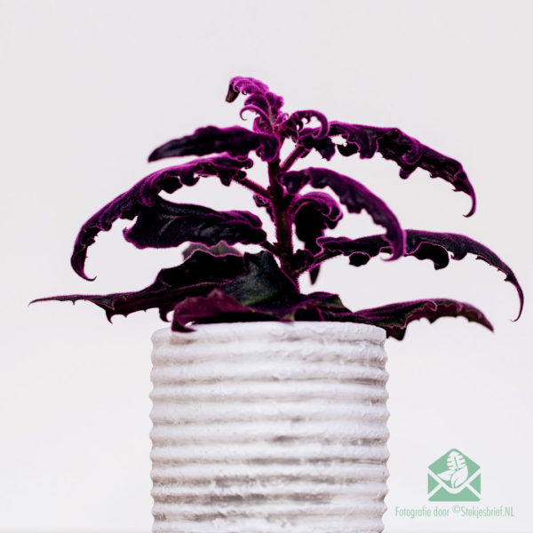 Gynura Auranti - Keapje Velvet Plant
