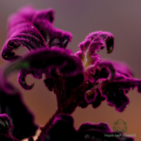 Gynura Auranti - Osta Velvet Plant