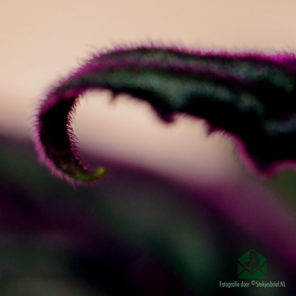 Gynura Auranti - Keapje Velvet Plant