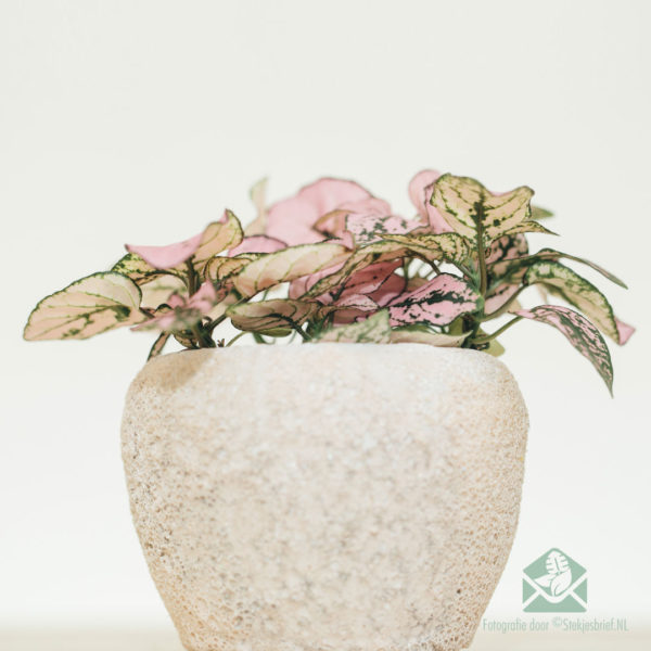 Купіць Hypoestes Phyllostachya Pink