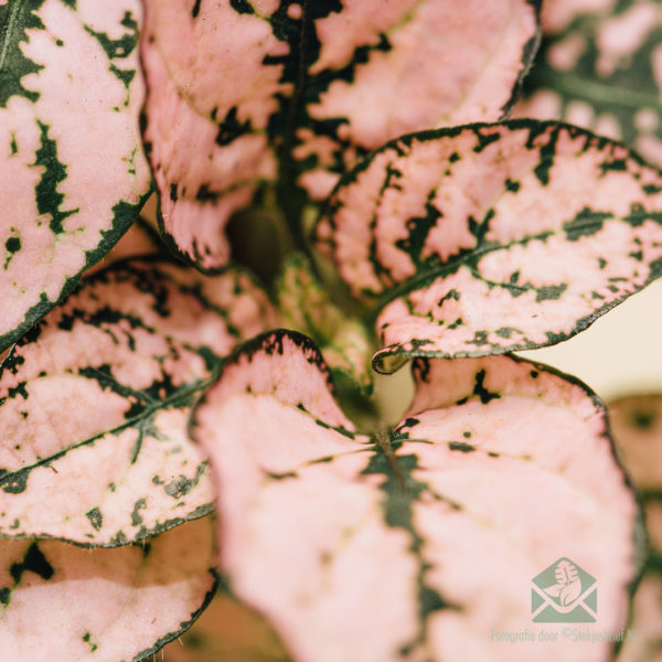 Купете Hypoestes Phyllostachya Pink