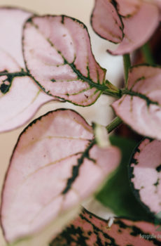 Hypoestes Phyllostachya Pink kopen