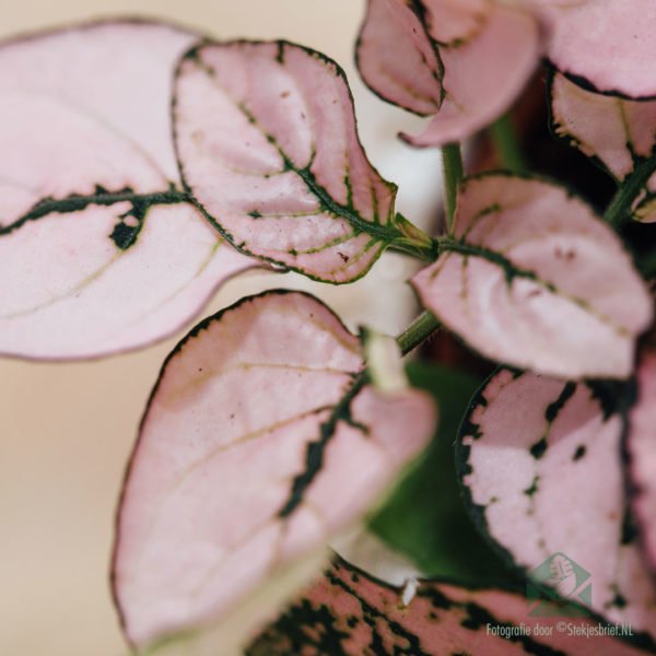 Купете Hypoestes Phyllostachya Pink