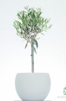 Køb Olea Europaea Oliventræ