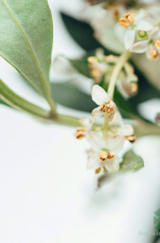 购买 Olea Europaea 橄榄树