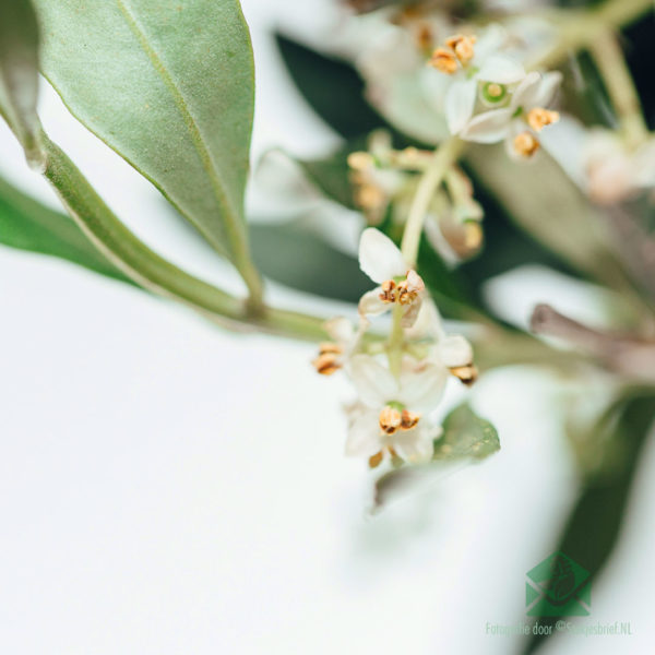 Olea Europaea 올리브 나무 구입