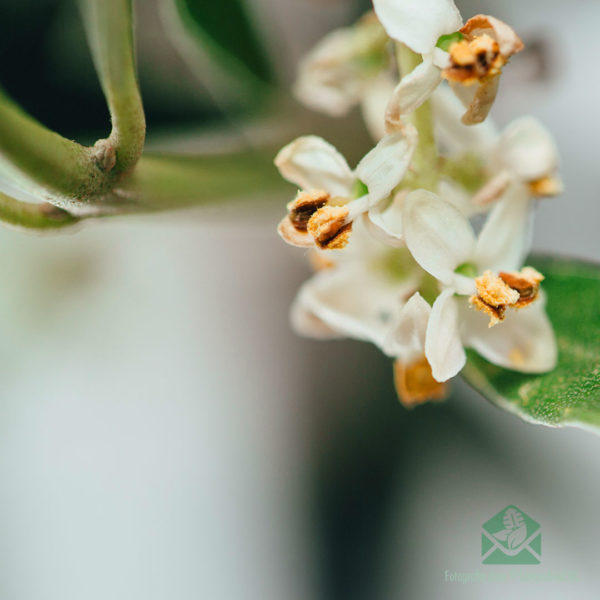 Olea Europaea Olijfboom kopen