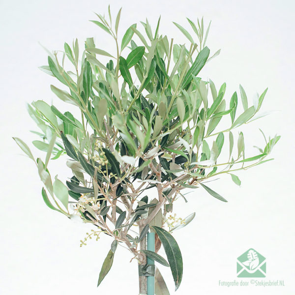 Купете Olea Europaea Маслиново дърво