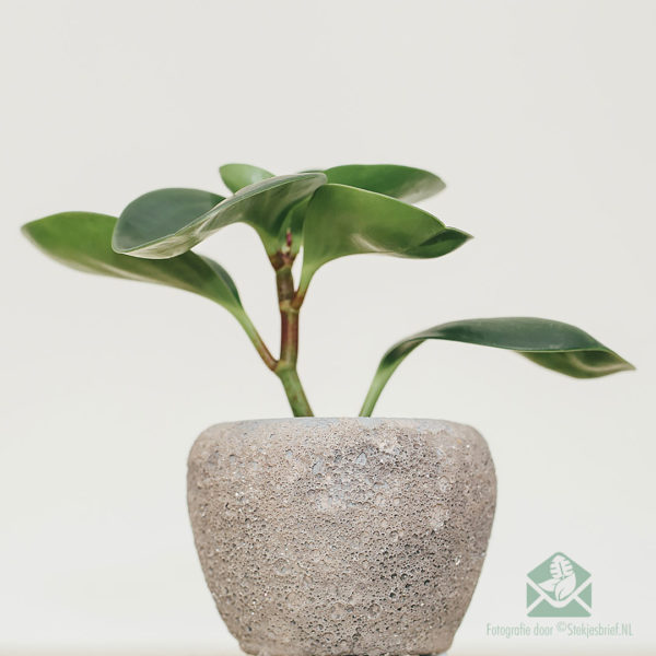 اشتر Peperomia Obtusifolia Green