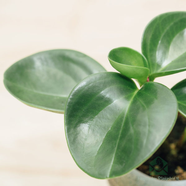 Peperomia Obtusifolia Green kopen