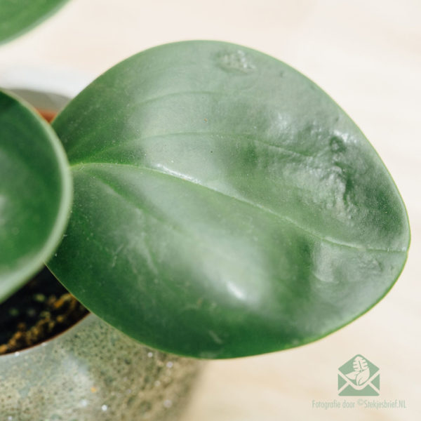 اشتر Peperomia Obtusifolia Green