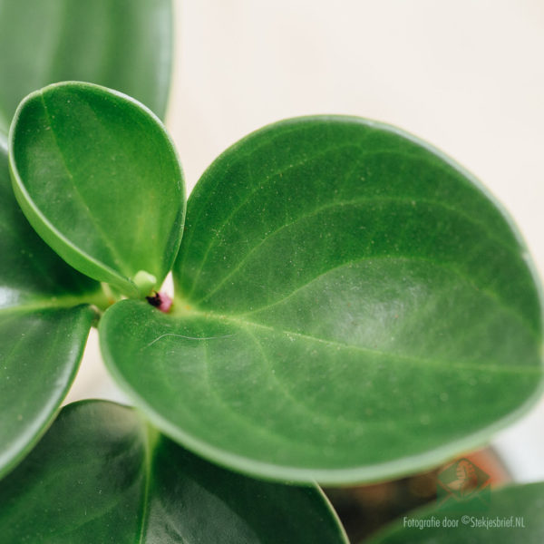 Peperomia Obtusifolia Green kopen