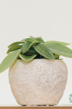 Peperomia Obtusifolia Pixie kopen