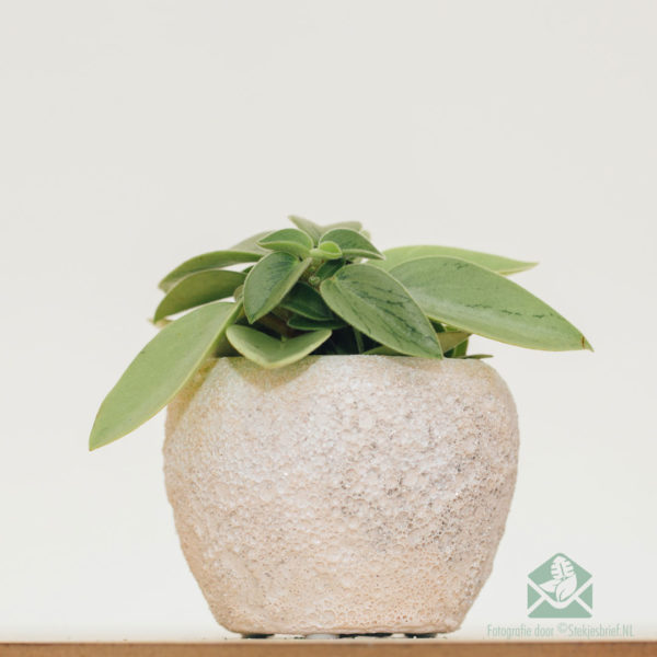 Peperomia Obtusifolia Pixie kopen