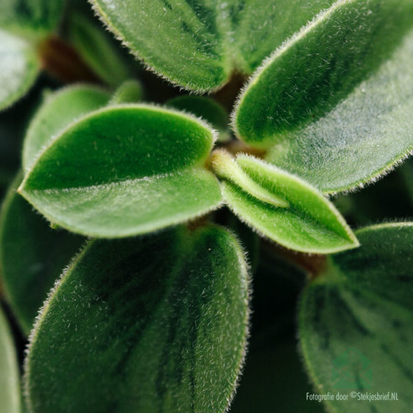 Peperomia Obtusifolia Pixie kopen