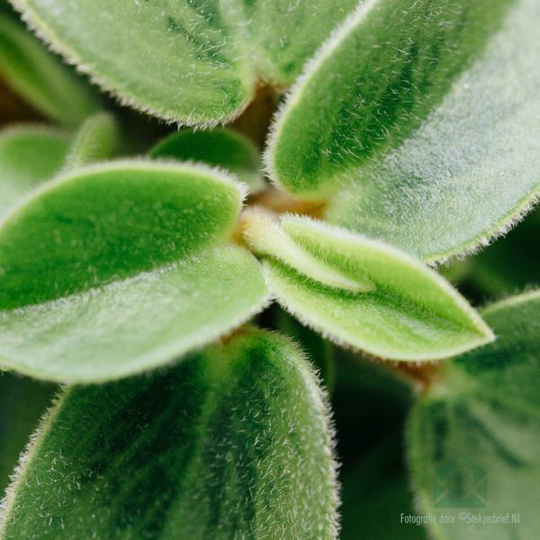 Peperomia Obtusifolia Pixie kopen